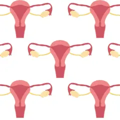 Schemat układu rozrodczego kobiety. Badanie CA 125 może pomóc w diagnostyce chorób ginekologicznych.