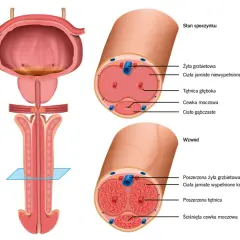 Anatomia penisa: przekroje pokazują budowę ciał jamistych i cewki moczowej w stanie spoczynku i wzwodu.