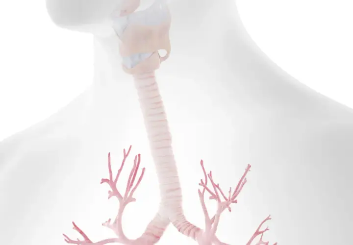 Anatomia krtani i tchawicy, która może ulec zapaleniu. Widoczne rozgałęzienia oskrzeli.