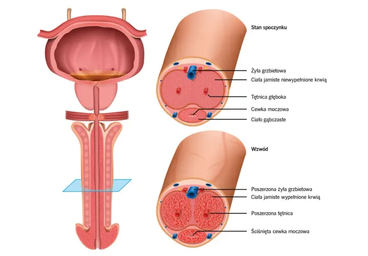 Anatomia penisa: przekroje pokazują budowę ciał jamistych i cewki moczowej w stanie spoczynku i wzwodu.