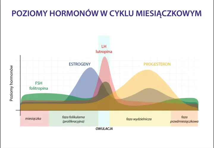 Wykres pokazuje poziomy hormonów: FSH, estrogenów, LH i progesteronu. Po owulacji dominuje faza lutealna z wysokim poziomem progesteronu.