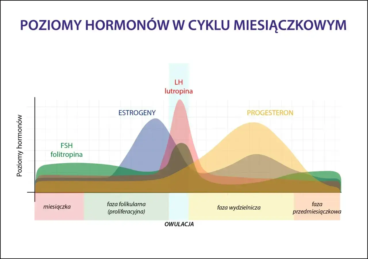 Wykres pokazuje poziomy hormonów: FSH, estrogenów, LH i progesteronu. Po owulacji dominuje faza lutealna z wysokim poziomem progesteronu.